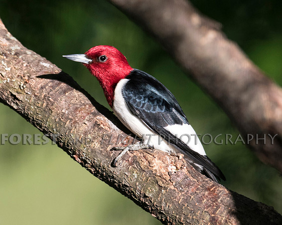 Red-headed