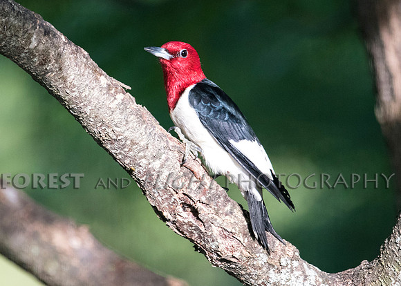 Red-headed