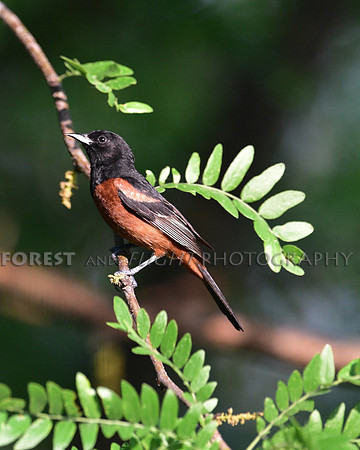 Orchard Oriole
