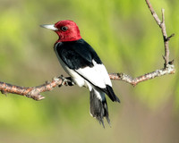 Woodpeckers & Flickers