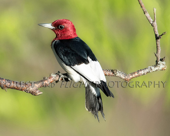 Red-headed
