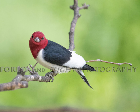Red-headed