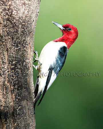 Red-headed