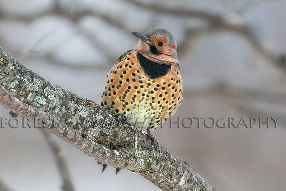 Northern Flicker Male