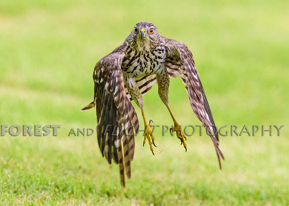 Sharp-shinned