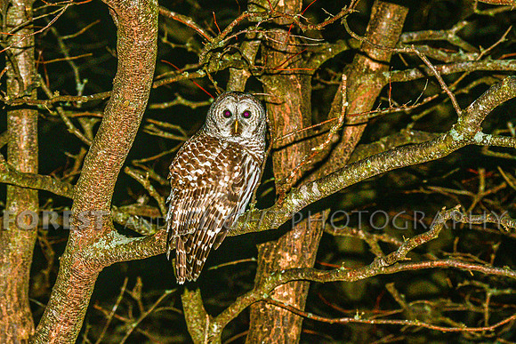 Barred Owl