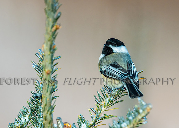 Chickadee