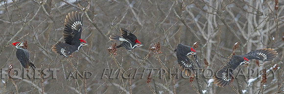 This Photo Only Available in 12"x36" Pileated