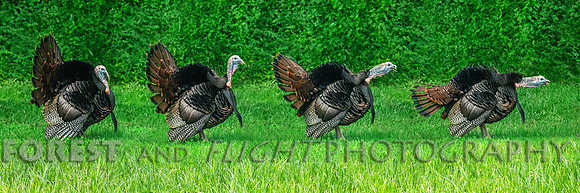 This Photo Only Available In 12"x36"