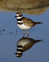 Shore Wading Birds