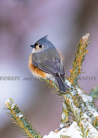 Titmouse