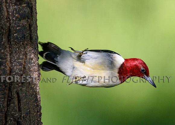 Red-headed