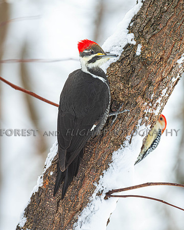 Pileated - Crops best as an 8x12